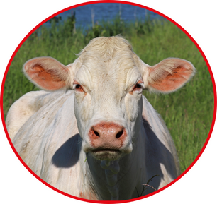 Viande pour congélateur,  en gros et au détail